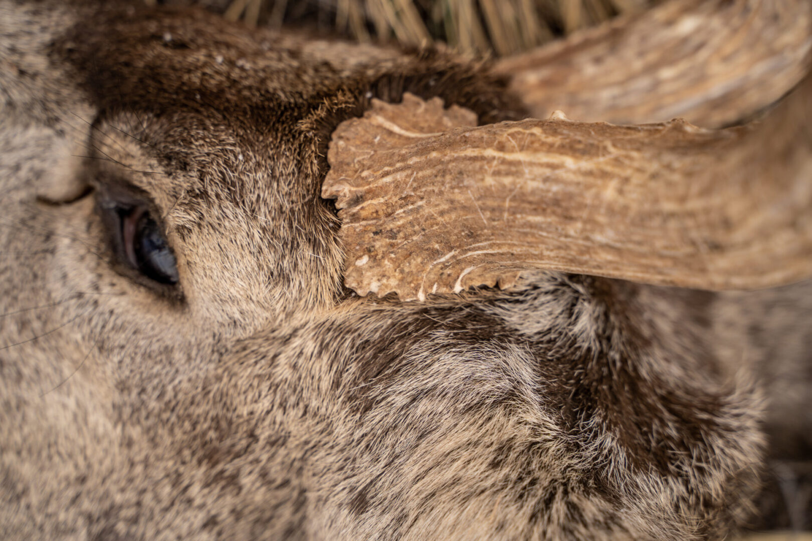 close up of an elk’s face