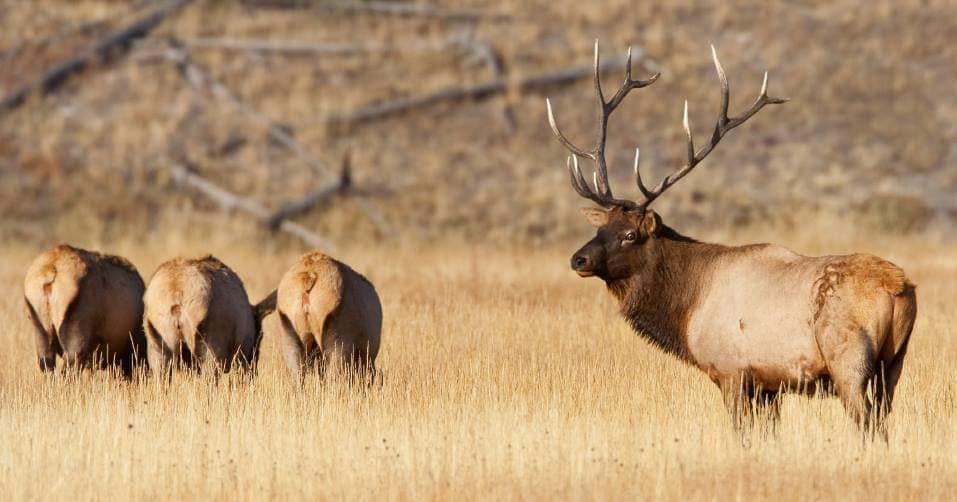 elk in the savannah